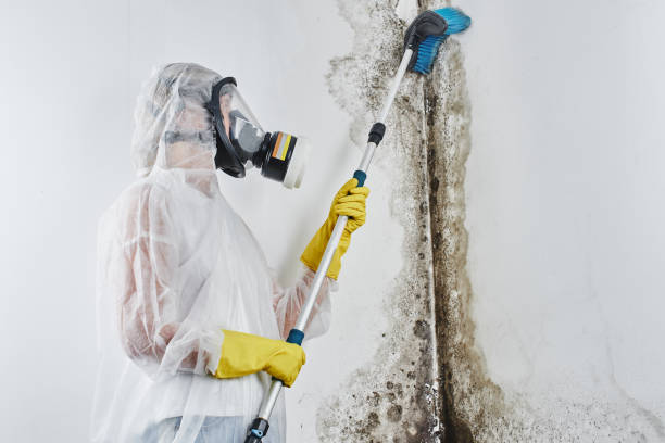 Wallis, TX Mold Remediation Company