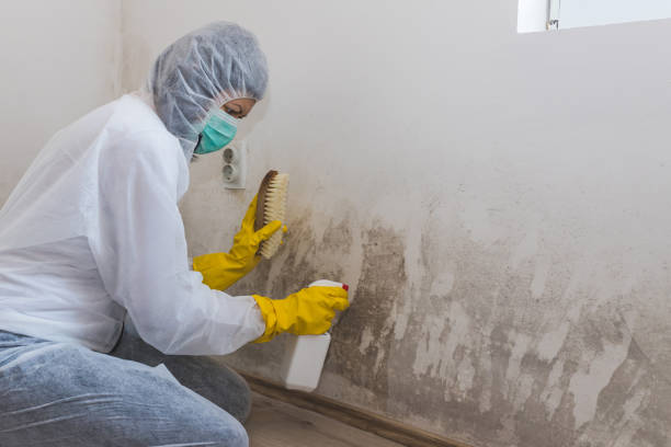 Best Residential Mold Remediation in Wallis, TX