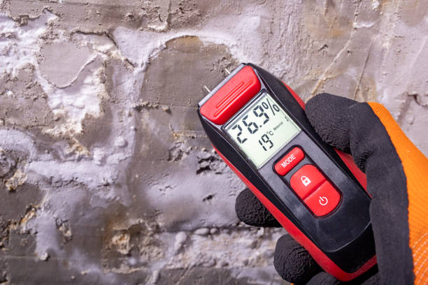 Best Black Mold Remediation in Wallis, TX