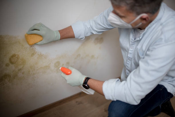 Best Mold Testing and Inspection Services in Wallis, TX