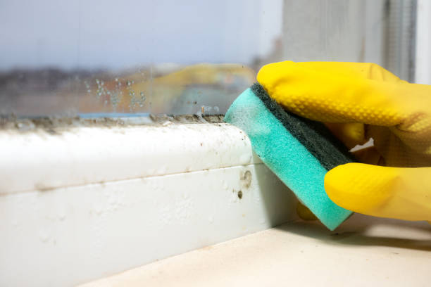 Best Kitchen Mold Remediation in Wallis, TX