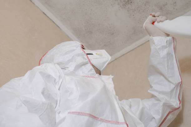 Best Health and Safety Mold Remediation in Wallis, TX