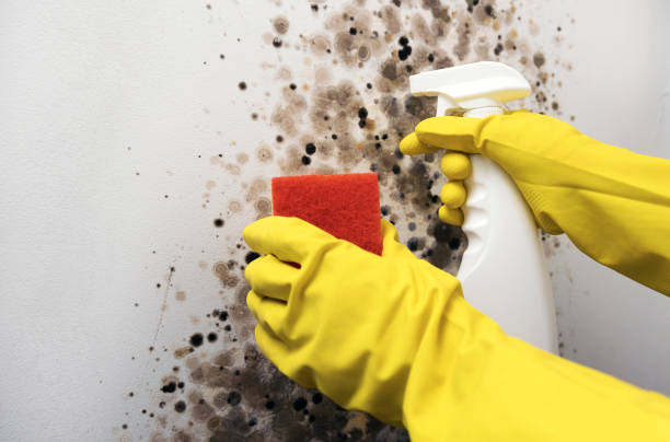Best Localized Mold Remediation (e.g., coastal areas, humid climates) in Wallis, TX