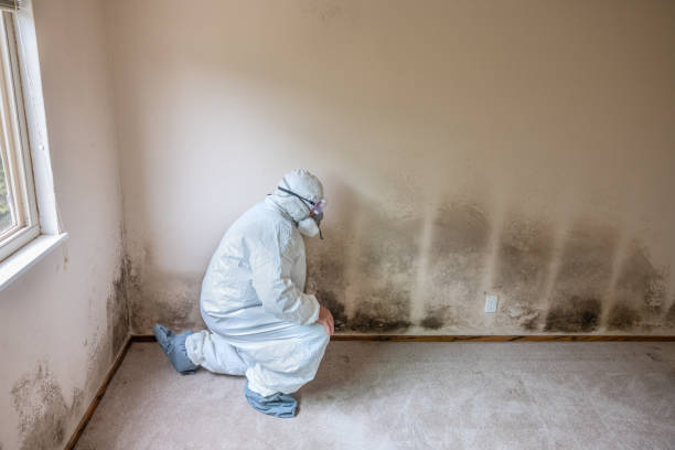 Best Insurance-Related Mold Remediation in Wallis, TX
