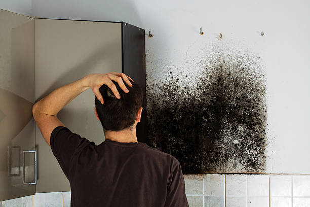 Best Industrial Mold Remediation in Wallis, TX