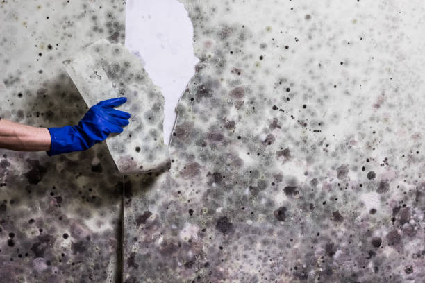 Best DIY Mold Remediation Support Services in Wallis, TX