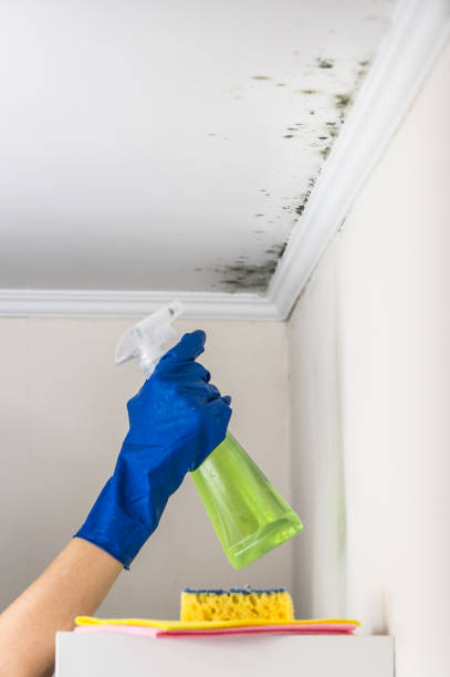 Best Basement Mold Remediation in Wallis, TX