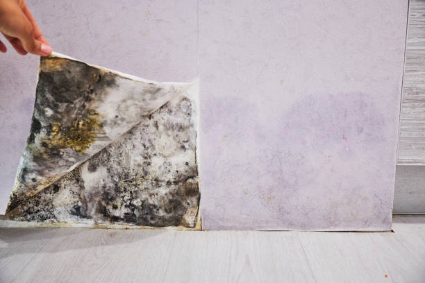 Best Post-Flood Mold Remediation in Wallis, TX